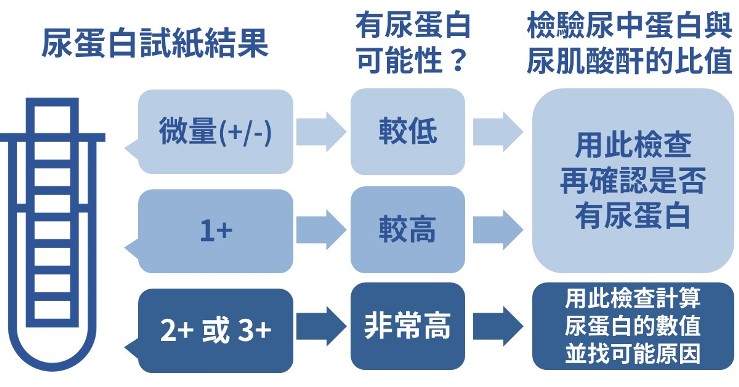 尿蛋白試紙結果判讀