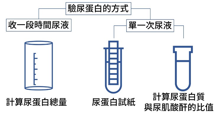 驗出尿蛋白，就是腎臟病嗎？腎臟科醫師來解答