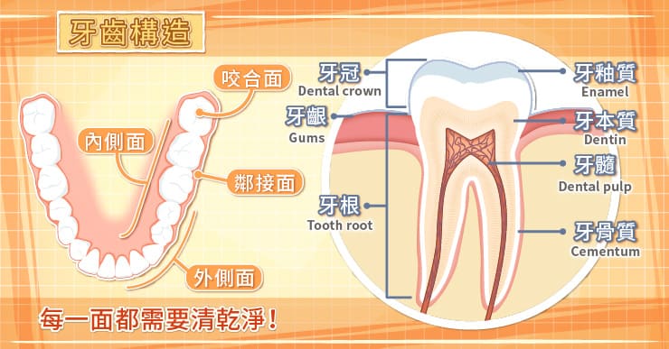 牙齒的結構
