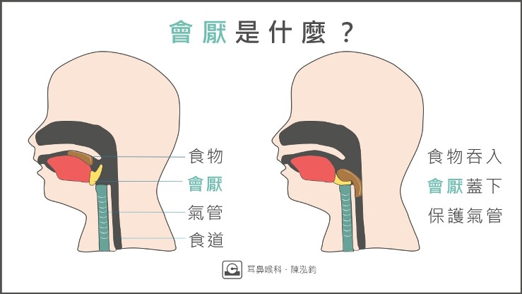 會厭的功能