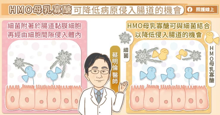 HMO母乳寡醣可降低病原侵入腸道的機會