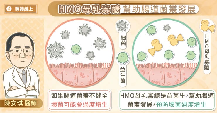 HMO母乳寡醣幫助腸道菌叢發展