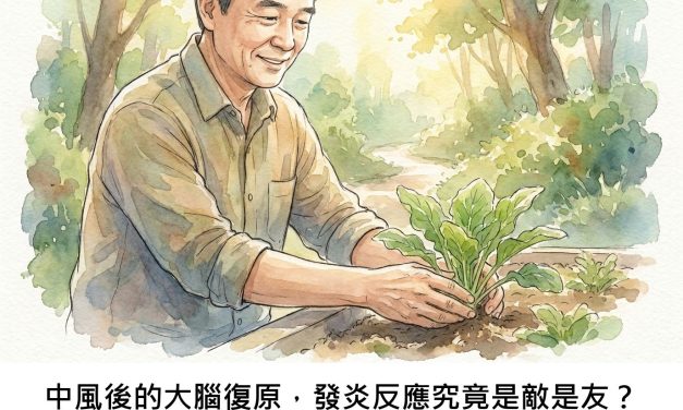 中風後的大腦復原，發炎反應究竟是敵是友？